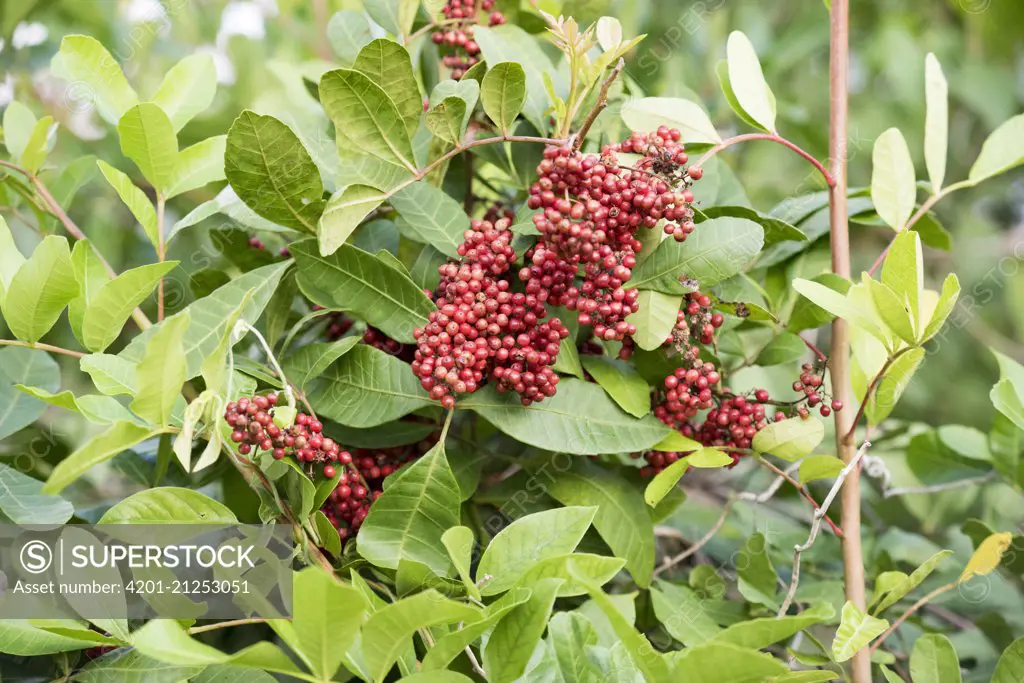 Brazilian Peppertree (Schinus terebinthifolius) fruit, introduced invasive plant, Everglades National Park, Florida