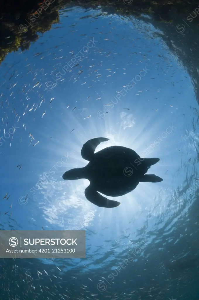 Green Sea Turtle (Chelonia mydas), Punta Vicente Roca, Isabela Island, Galapagos Islands, Ecuador