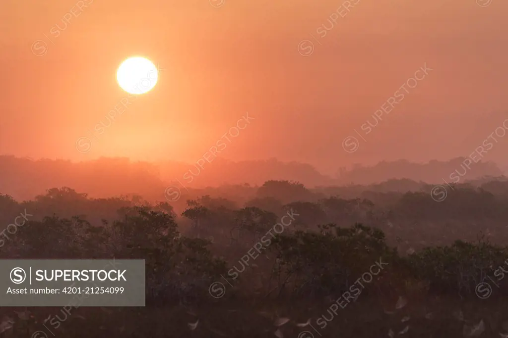 Prairie and mangroves at sunrise, Everglades National Park, Florida