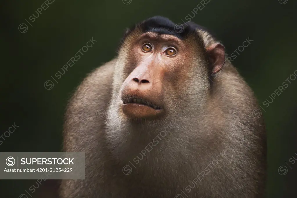 Pig-tailed Macaque (Macaca nemestrina) male, Gunung Leuser National Park, Sumatra, Indonesia