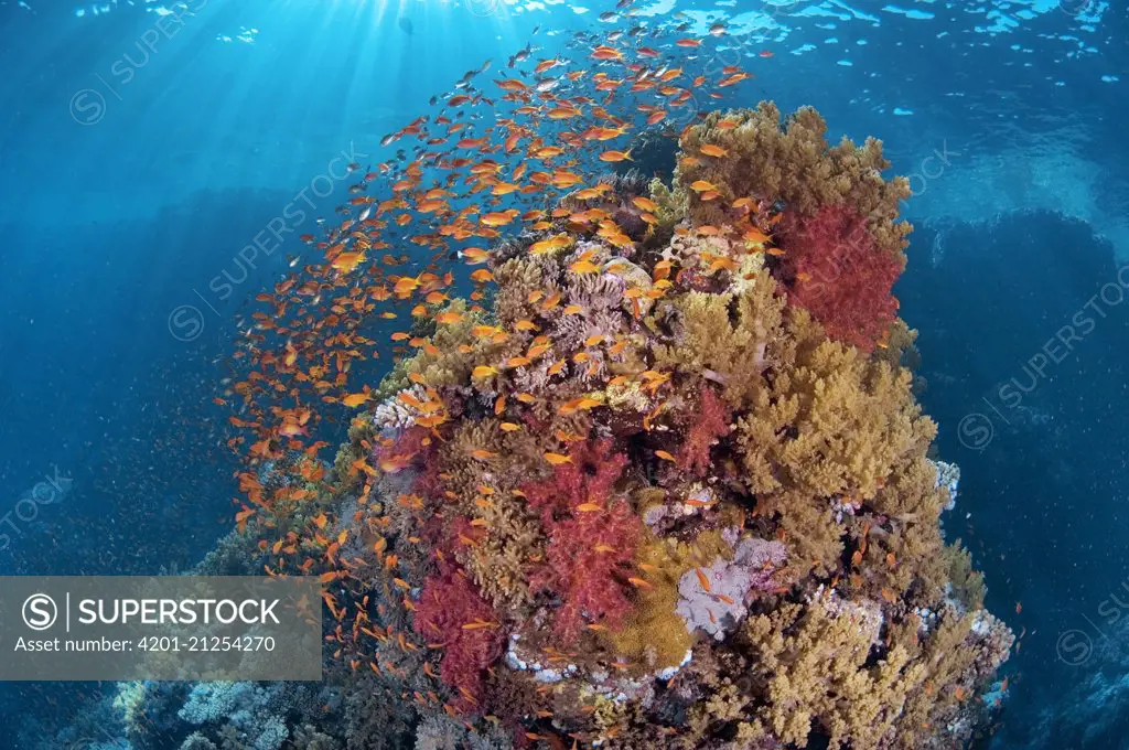 Fish schooling around coral reef, Red Sea, Egypt