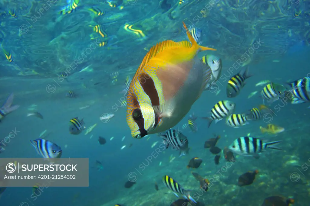 Scissor-tail Sergeant (Abudefduf sexfasciatus) and butterfly fish school, Philippines