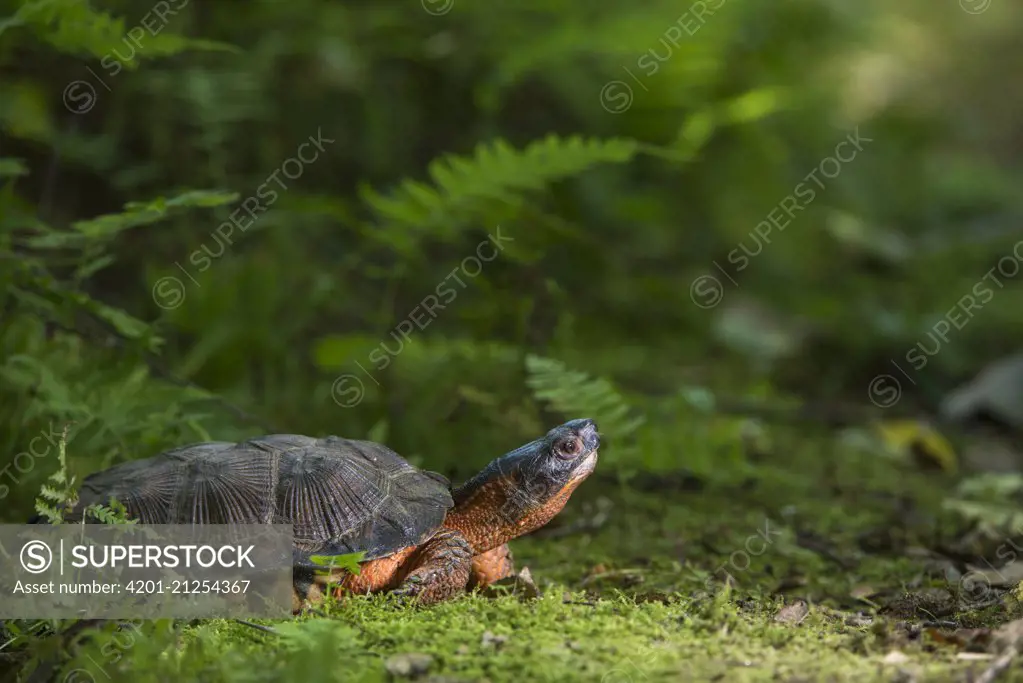 Wood Turtle (Glyptemys insculpta), native to North America