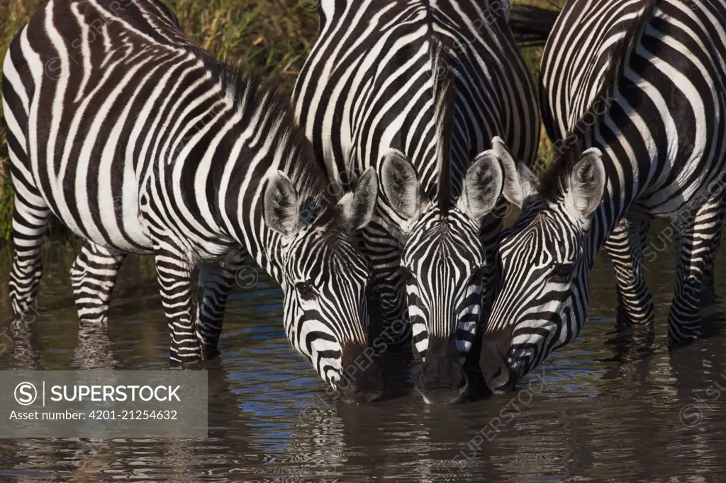 Burchell's Zebra (Equus burchellii) trio drinking, Masai Mara, Kenya