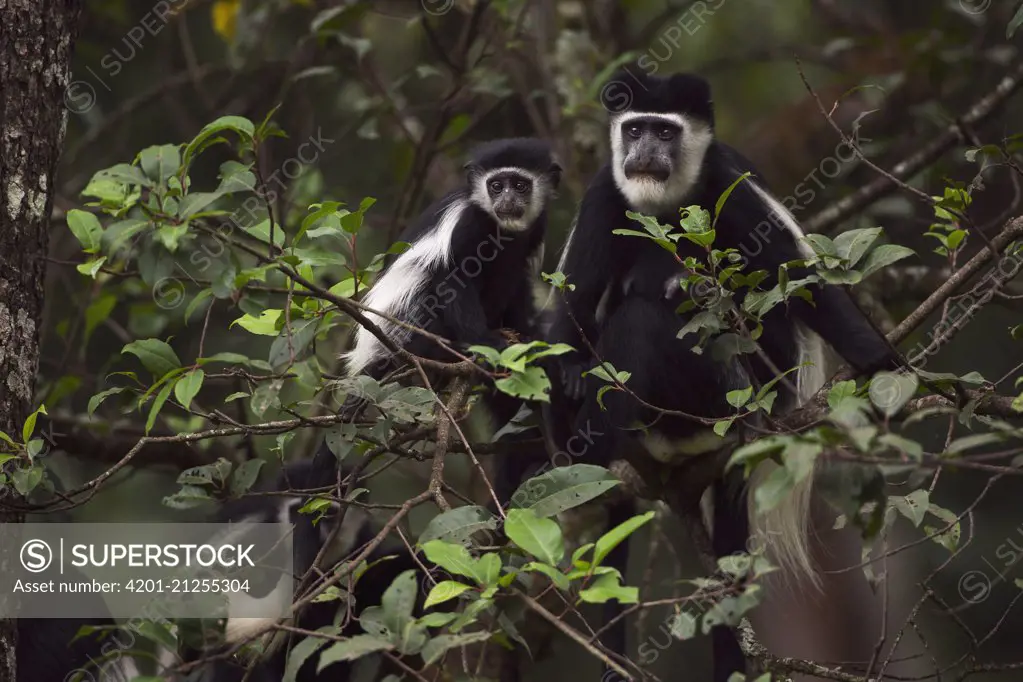 Mantled Colobus (Colobus guereza) female with a baby sitting in a tree, Kakamega Forest Reserve, Kenya