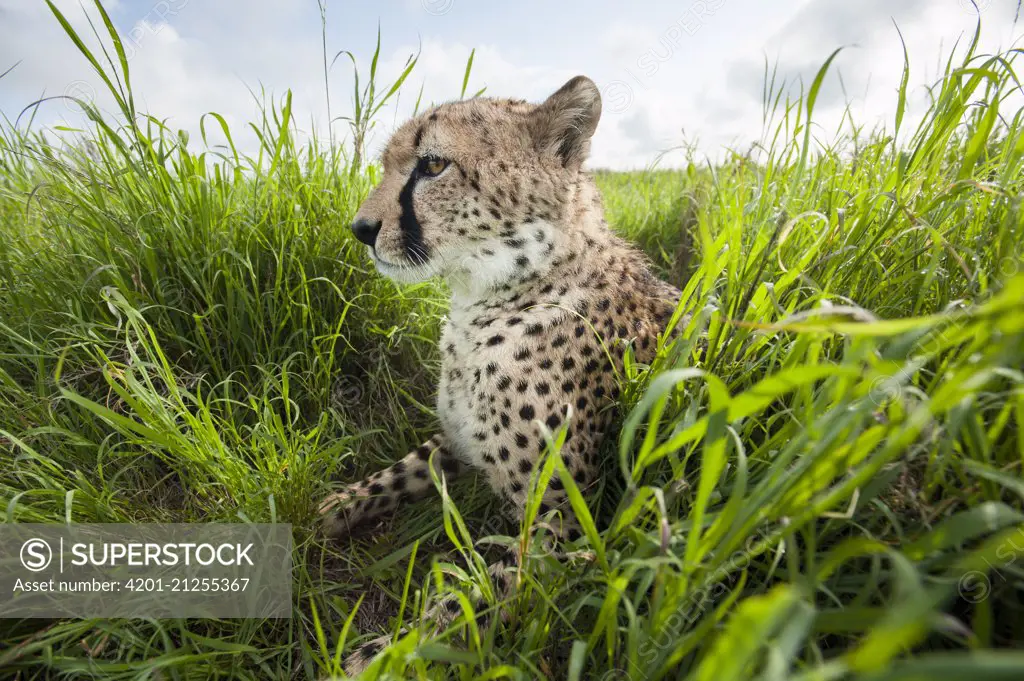 Cheetah (Acinonyx jubatus) in grass, Lewa Wildlife Conservancy, Kenya