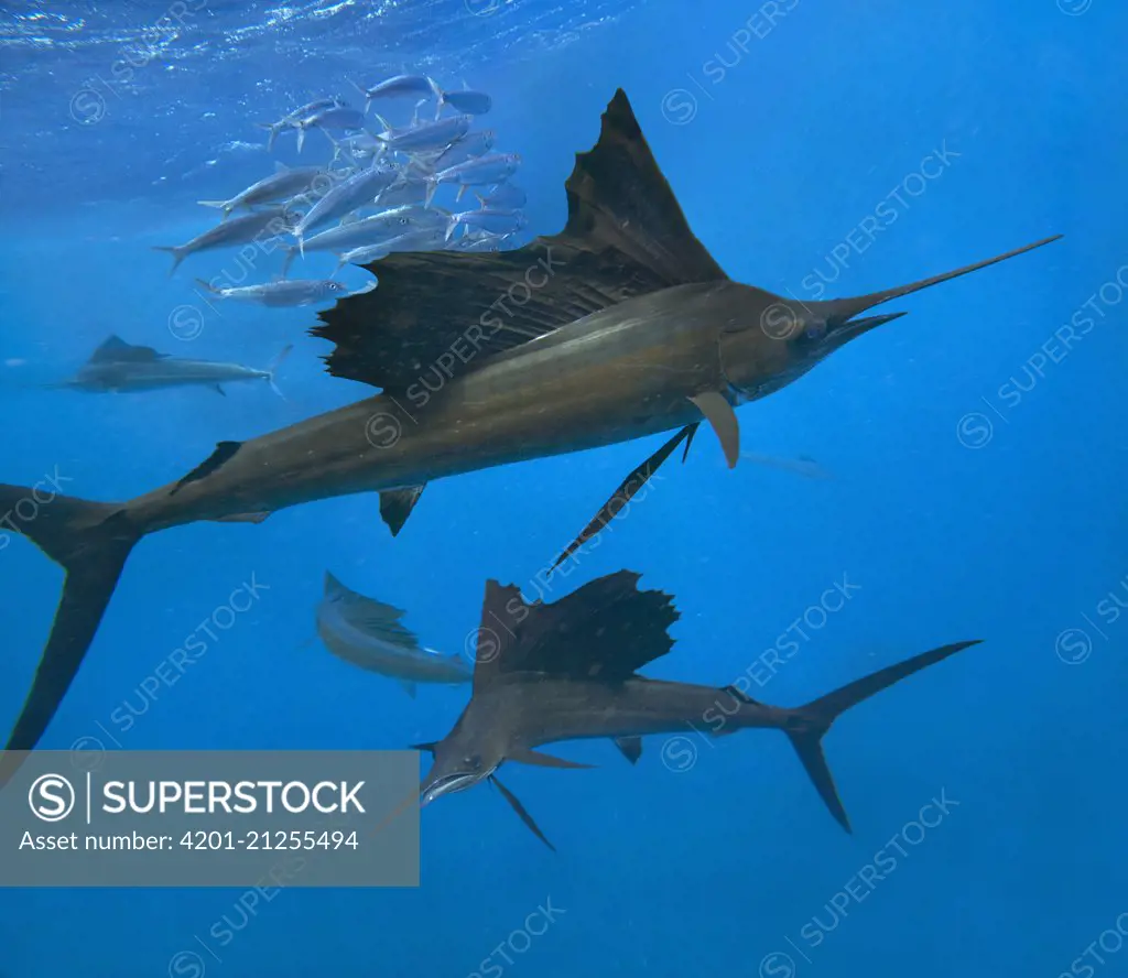 Atlantic Sailfish (Istiophorus albicans) group hunting Round Sardinella (Sardinella aurita) school, Isla Mujeres, Mexico