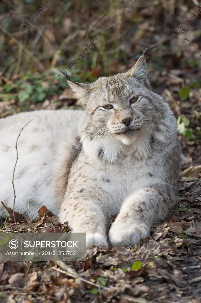 Eurasian Lynx (Lynx lynx), native to Europe