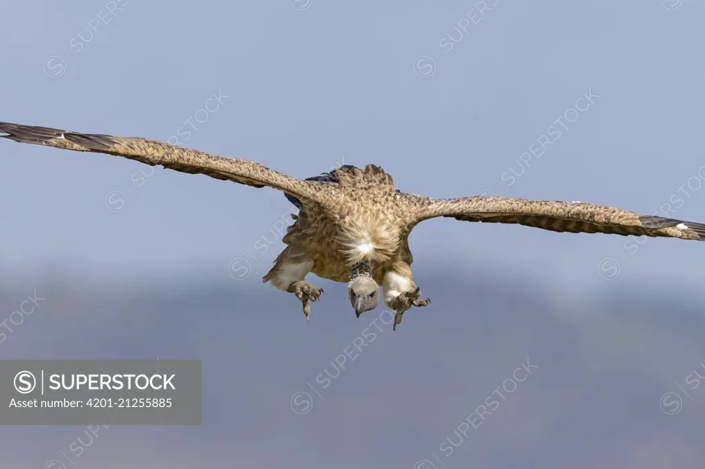 White-backed Vulture (Gyps africanus) landing, Masai Mara, Kenya