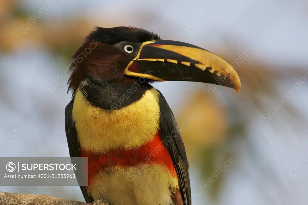 Chestnut-eared Aracari (Pteroglossus castanotis), Pantanal, Brazil