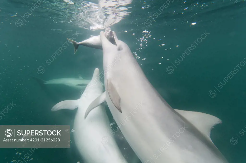 Indo-pacific Bottlenose Dolphin (Tursiops aduncus) pod hunting, South Australia, Australia