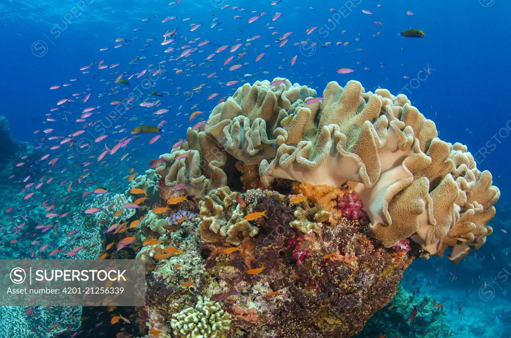 Soft Coral (Alcyonacea) and fish, Fiji