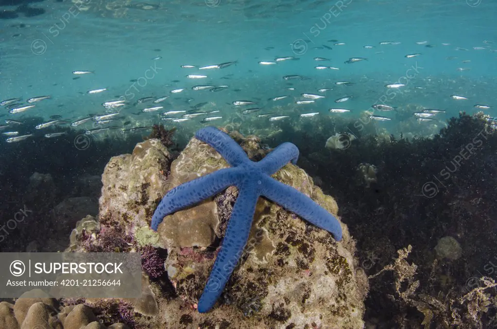 Blue Sea Star (Linckia laevigata) in coral reef, Fiji