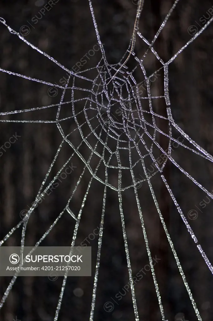 Iced spider web, Noord-Holland, Netherlands