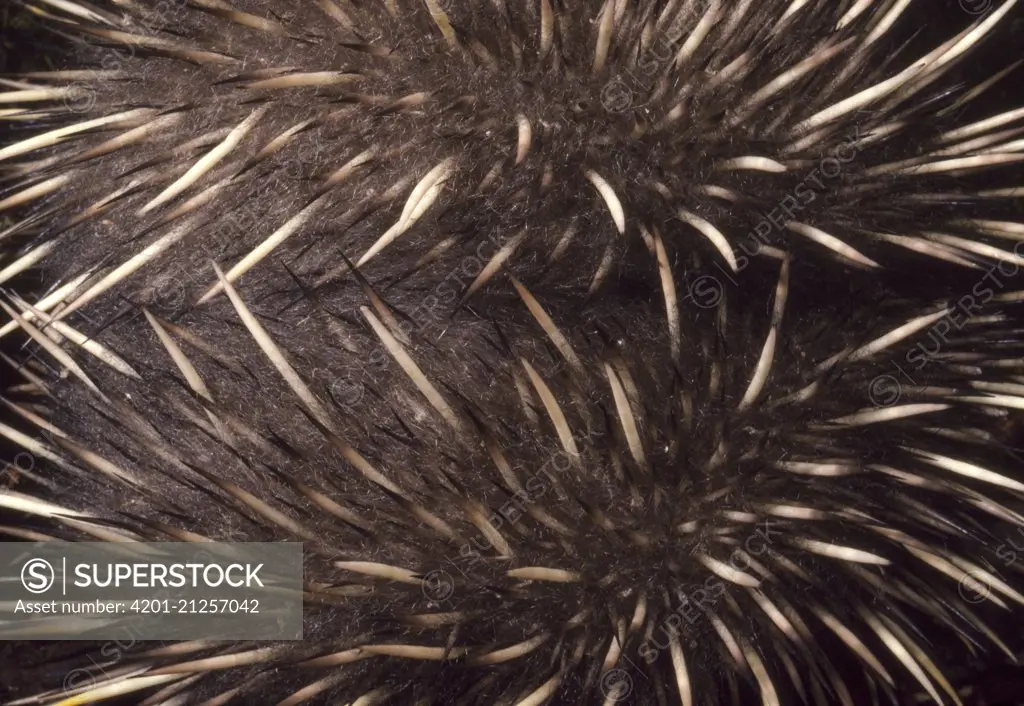 Short-beaked Echidna (Tachyglossus aculeatus) detail of defensive spines, Australia