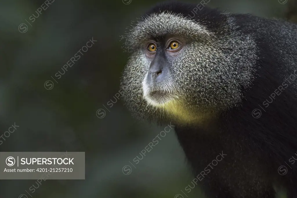 Blue Monkey (Cercopithecus mitis) male, named Tip, Kakamega Forest Reserve, Kenya