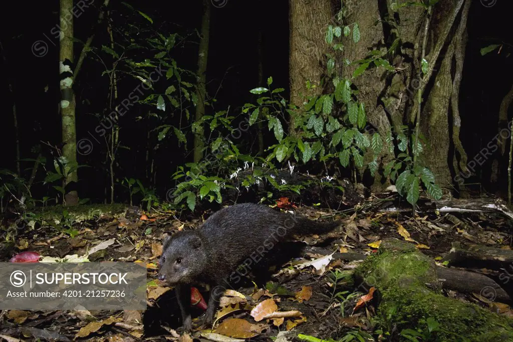 Marsh Mongoose (Atilax paludinosus) in rainforest at night, Kibale National Park, western Uganda