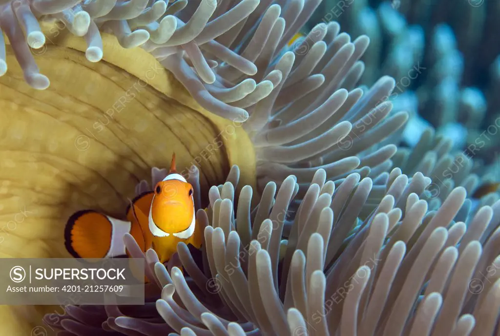 Clown Anemonefish (Amphiprion ocellaris) in host Magnificent Sea Anemone (Heteractis magnifica), Napoleon Reef, Pemuteran, Bali, Indonesia