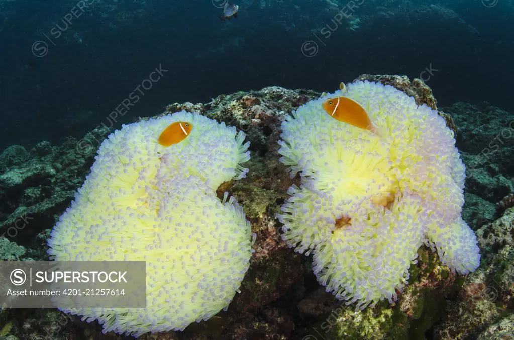 Pink Anemonefish (Amphiprion perideraion) pair in Magnificent Sea Anemones (Heteractis magnifica) for protection, Fiji