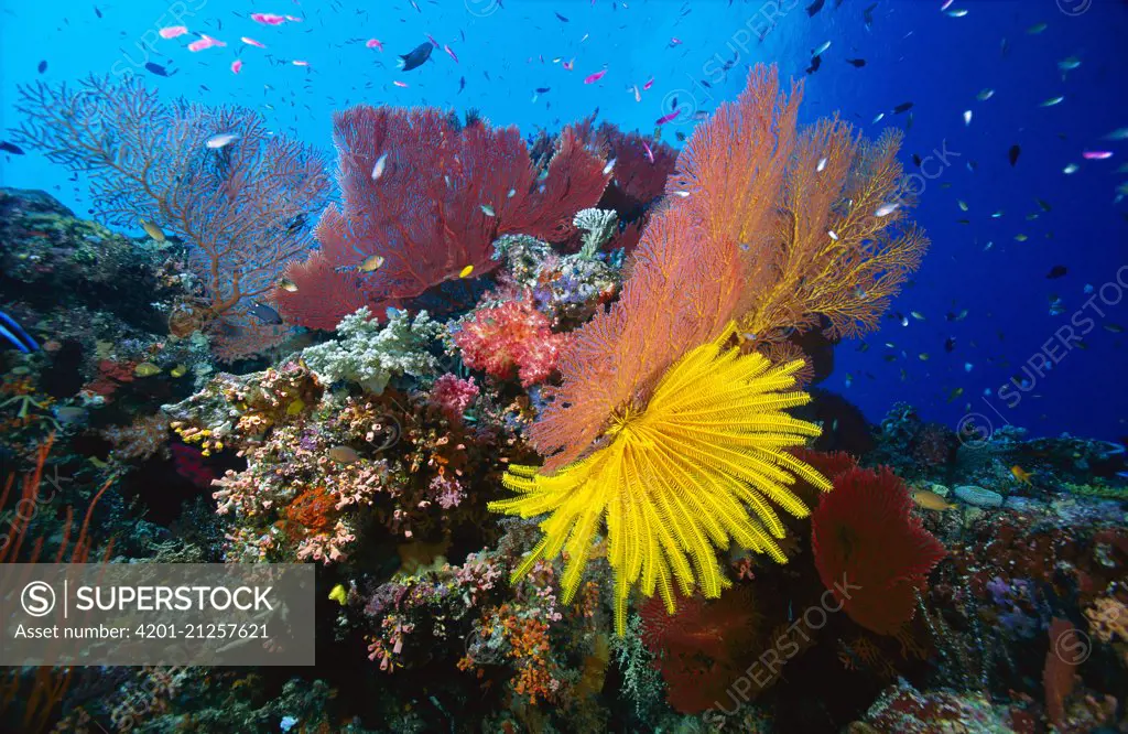 Fan Coral (Melithaea sp) group and Feather Star (Oxycomanthus bennetti), Solomon Islands