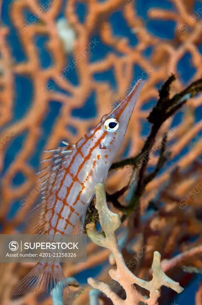 Longnose Hawkfish (Oxycirrhites typus) on coral, Red Sea, Egypt