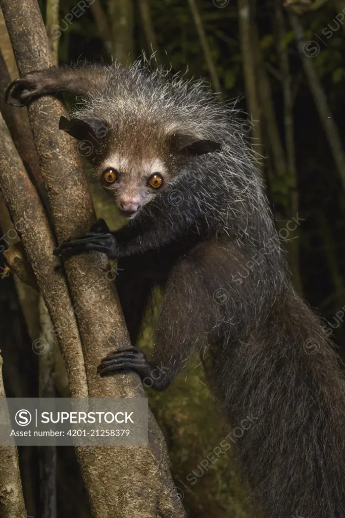 Aye-aye (Daubentonia madagascariensis), Aye-Aye Island, Madagascar