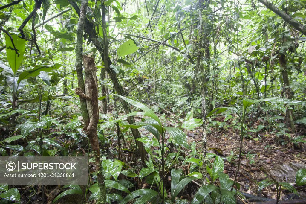 Boulenger's Dwarf Iguana (Enyalioides palpebralis) in rainforest, Tambopata National Reserve, Peru