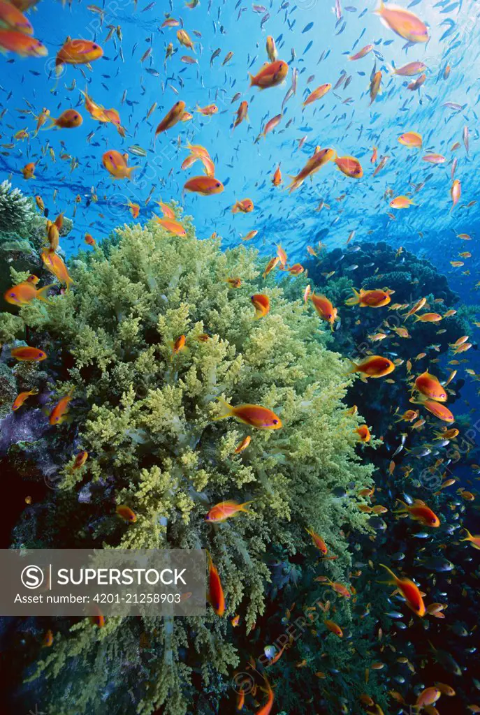 Soft Coral (Dendronephthya sp) outcroppings and Basslet (Pseudanthias sp), Red Sea, Egypt