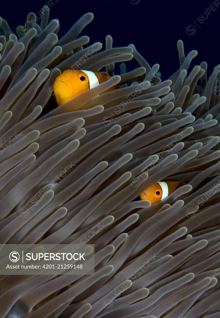 Clown Anemonefish (Amphiprion ocellaris) pair in Magnificent Sea Anemone (Heteractis magnifica) host, Lombok, Indonesia