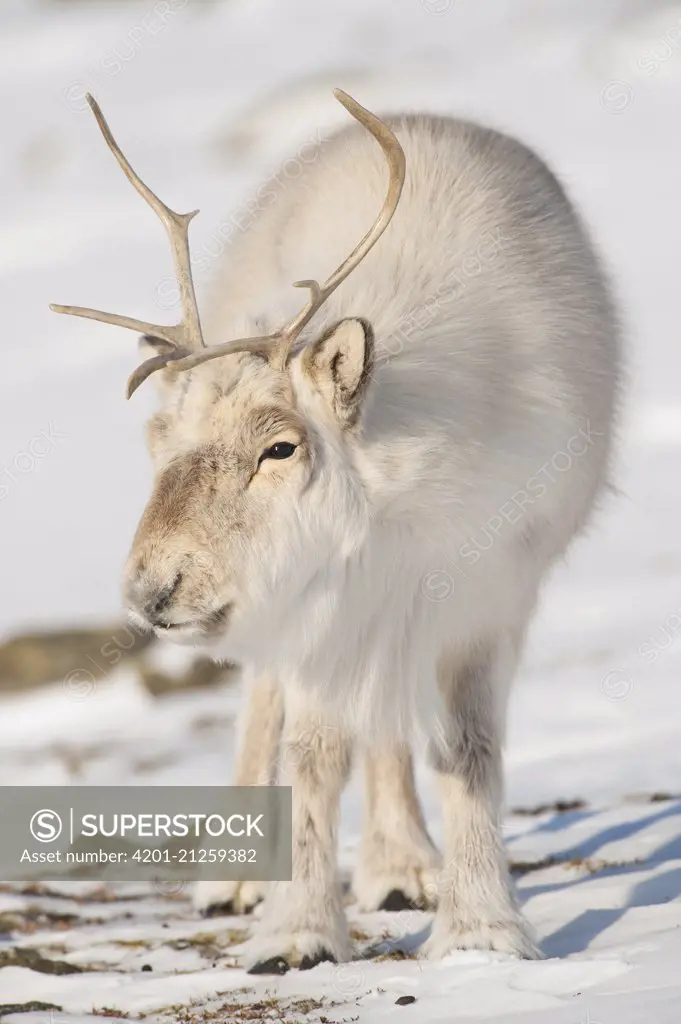 Svalbard Reindeer (Rangifer tarandus platyrhynchus) male, Spitsbergen, Svalbard, Norway