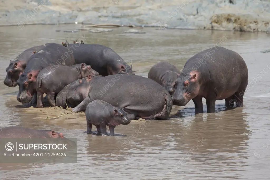 Hippopotamus (Hippopotamus amphibius) group, Serengeti National Park, Tanzania