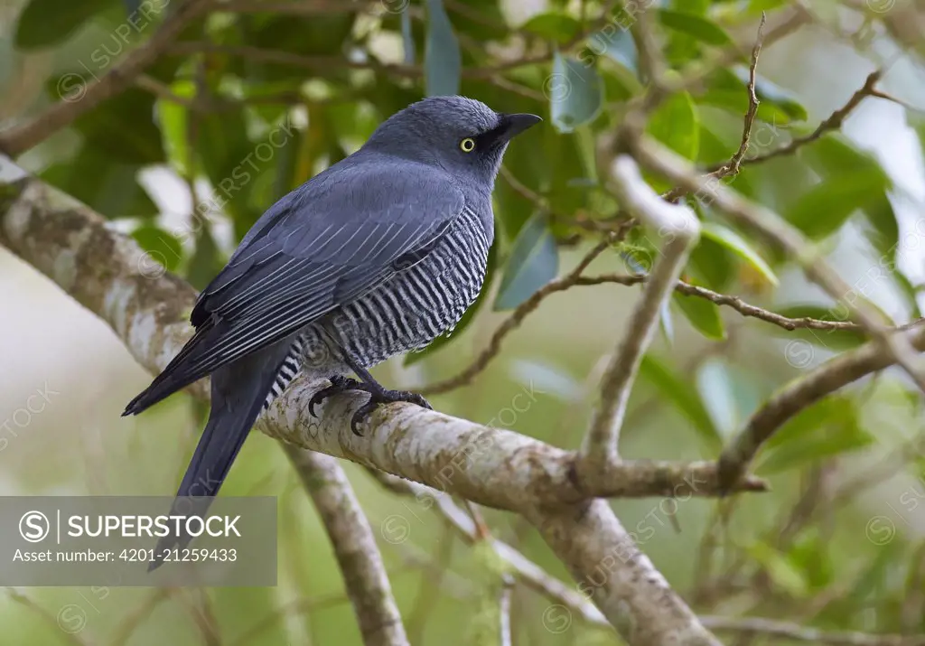 Yellow-eyed Cuckooshrike (Coracina lineata), Yungaburra, Queensland, Australia