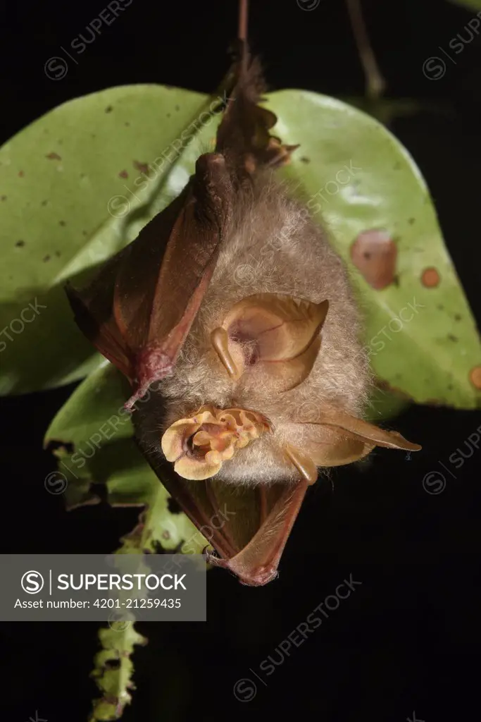 Trefoil Horseshoe Bat (Rhinolophus trifoliatus) roosting, Danum Valley Conservation Area, Sabah, Borneo, Malaysia