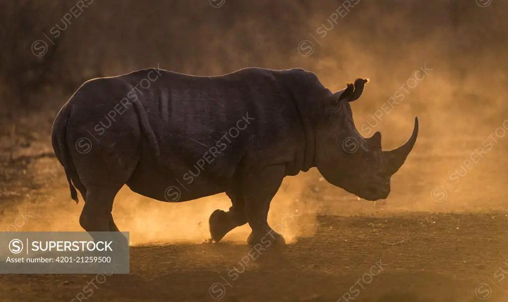 White Rhinoceros (Ceratotherium simum) running, Zimanga Game Reserve, South Africa