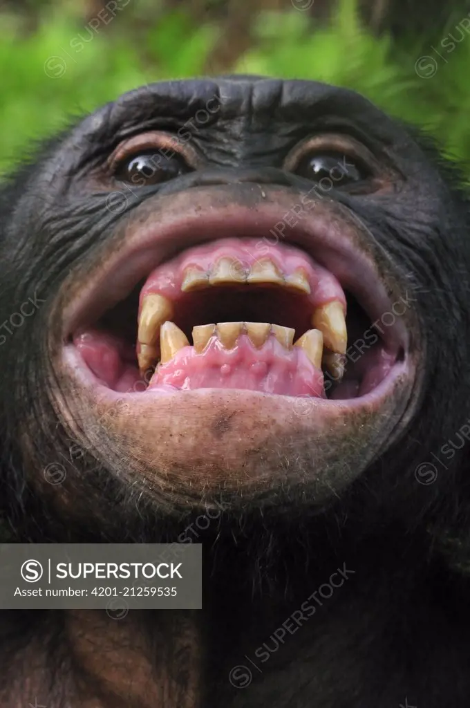 Bonobo (Pan paniscus) in defensive posture, Lola Ya Bonobo Sanctuary, Democratic Republic of the Congo