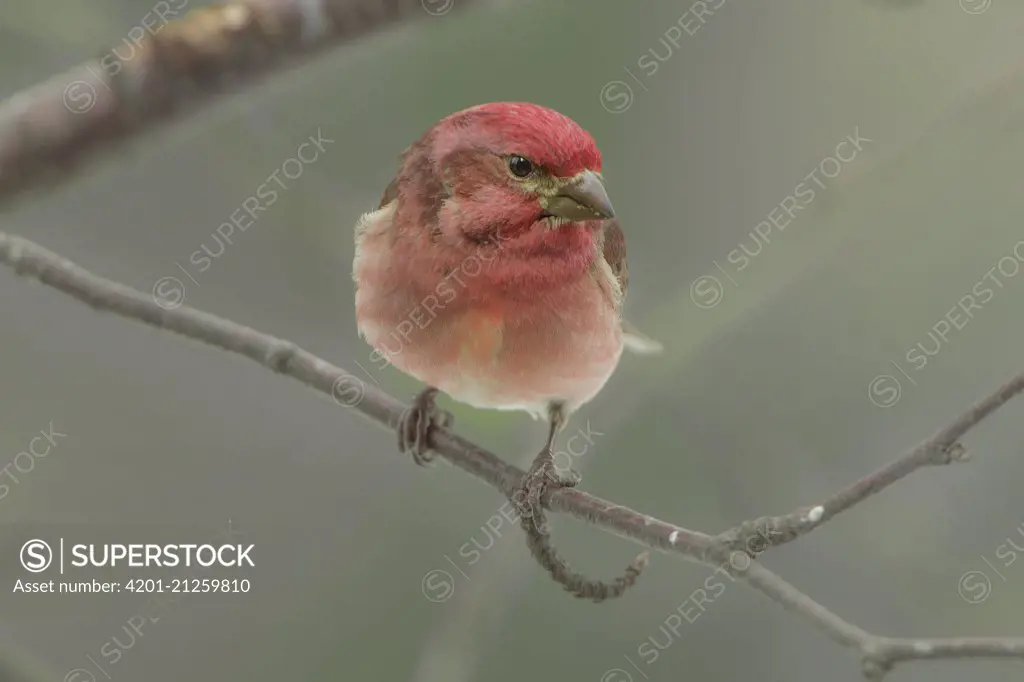 Purple Finch (Carpodacus purpureus), Minnesota