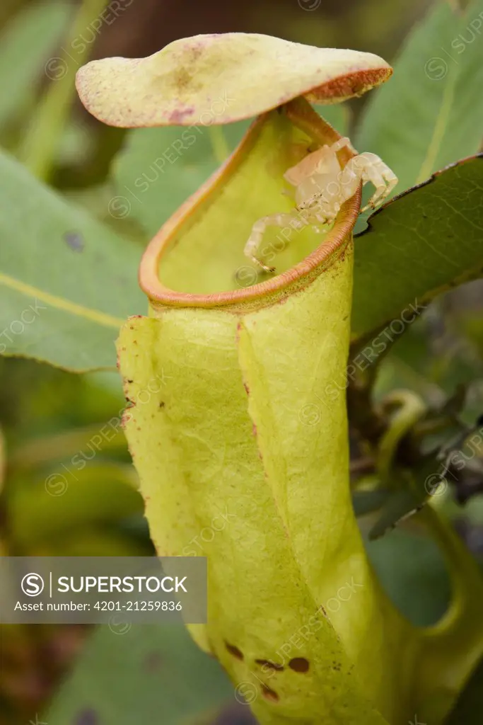 Pitcher Plant (Nepenthes neoguineensis) pitcher with crab spider on the lip, Tanjung Tanah Merah, Papua New Guinea