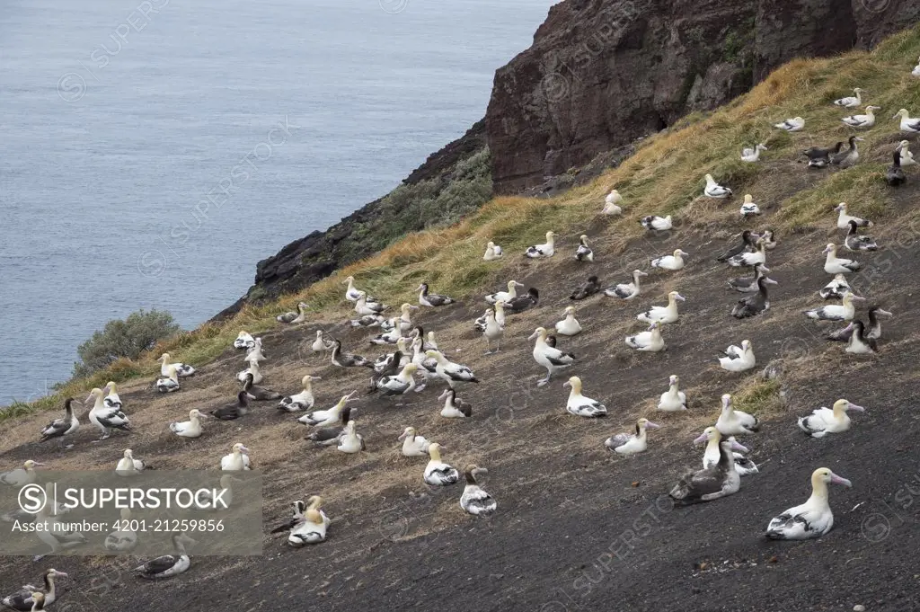 Short-tailed Albatross (Phoebastria albatrus) nesting colony, Torishima Island, Japan