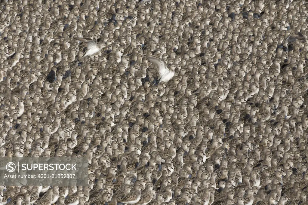 Semipalmated Sandpiper (Calidris pusilla) flock on beach, Bay of Fundy, New Brunswick, Canada