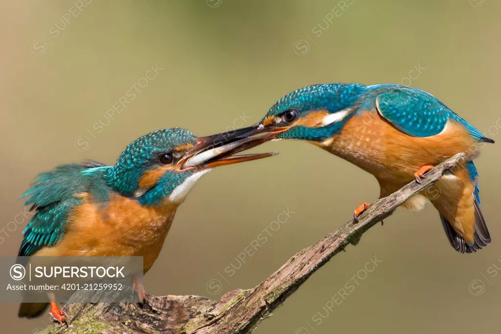 Common Kingfisher (Alcedo atthis) pair exchanging fish during courtship, Saxony-Anhalt, Germany