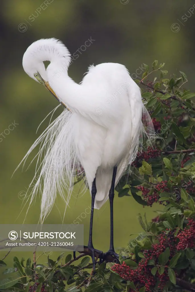 Great Egret (Ardea alba) preening in breeding plumage, North America