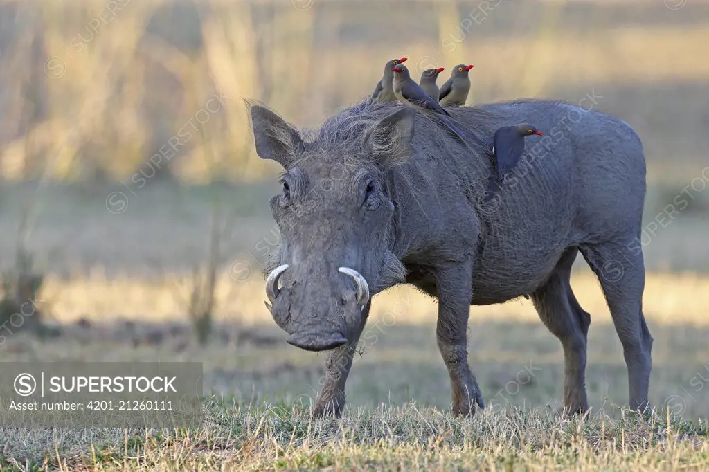 Yellow-billed Oxpecker (Buphagus africanus) group on Warthog (Phacochoerus africanus), South Lungwa National Park, Zambia