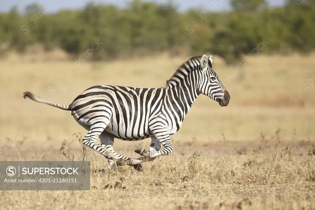 Two zebras, Equus quagga, raise up on their hind legs and fight Stock Photo  by Mint_Images