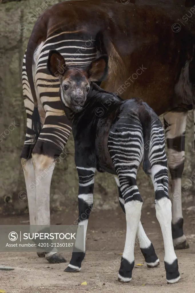 Okapi (Okapia johnstoni) calf