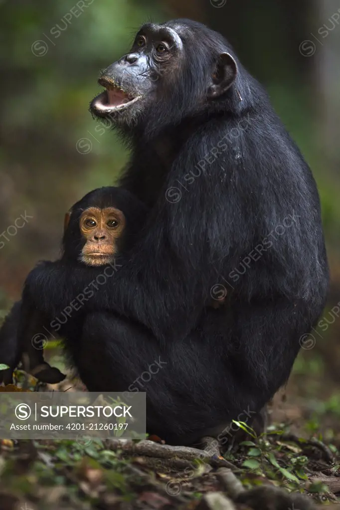 Eastern Chimpanzee (Pan troglodytes schweinfurthii) nineteen year old female, named Imani, holding her two year old son, named Ipo, Gombe National Park, Tanzania