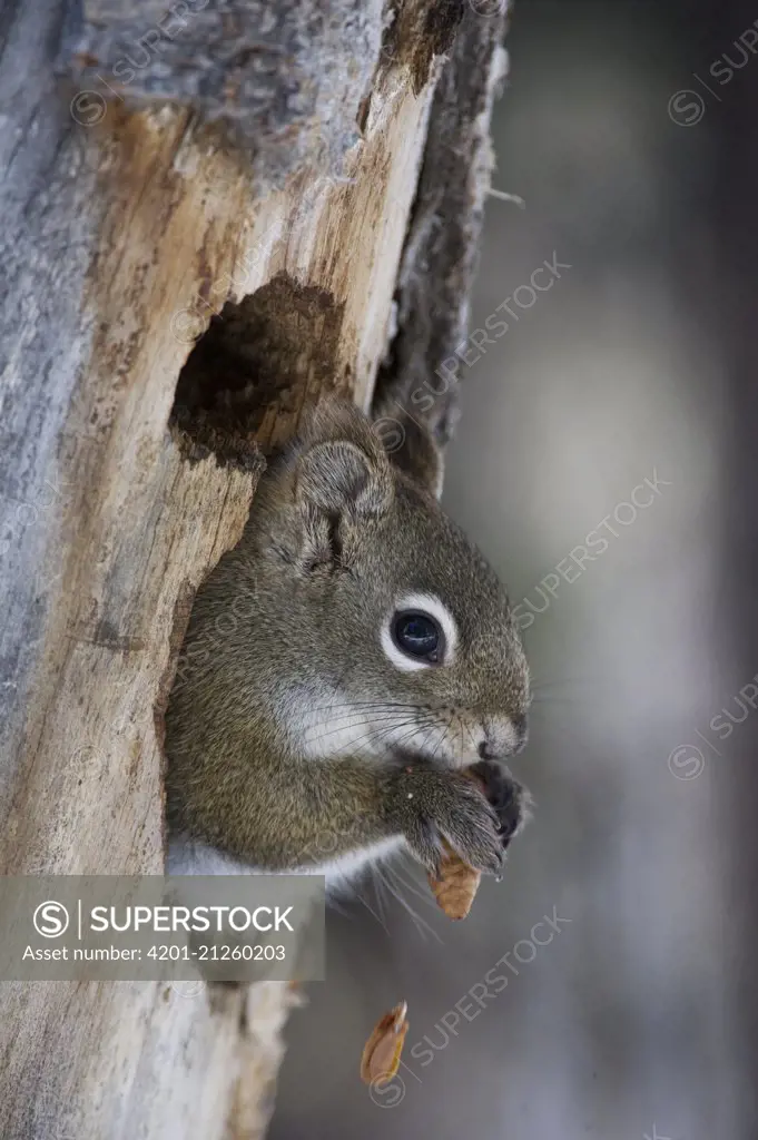 Douglas's Squirrel (Tamiasciurus douglasii) feeding on pine cone, Alaska