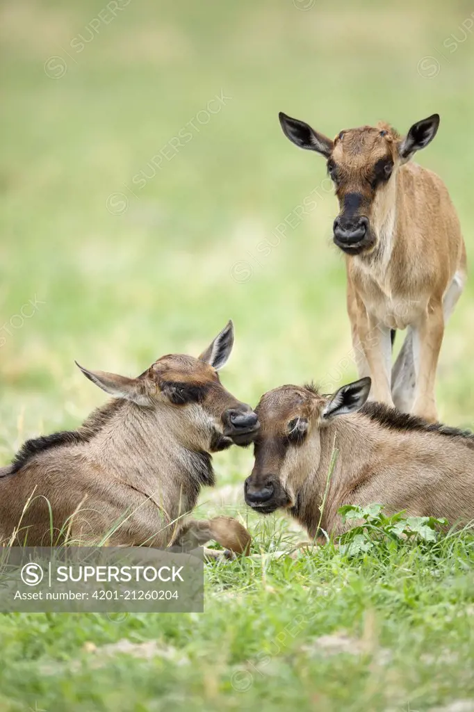 Blue Wildebeest (Connochaetes taurinus) calves, Chobe National Park, Botswana