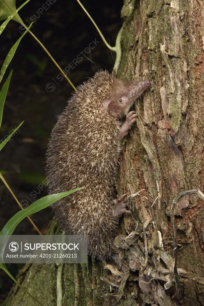 Greater Hedgehog Tenrec (Setifer setosus) climbing tree, Madagascar