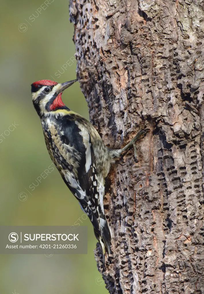 Yellow-bellied Sapsucker (Sphyrapicus varius) male, Texas