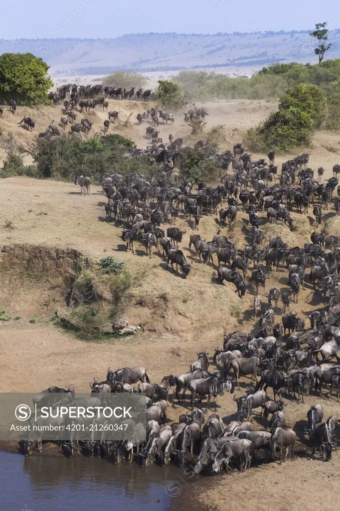 Blue Wildebeest (Connochaetes taurinus) herd about to cross Mara River, Masai Mara, Kenya